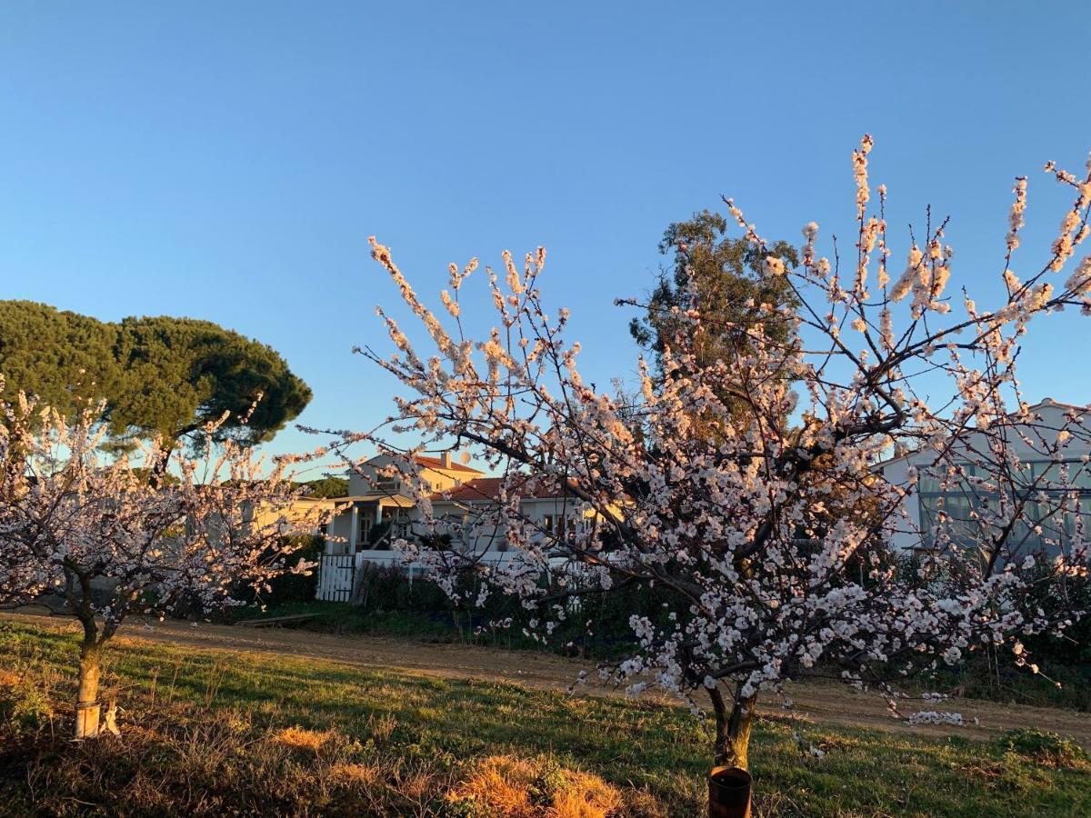 Mas Roubel Daire Saint-Gilles  Dış mekan fotoğraf